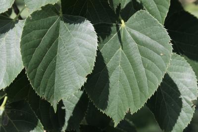 Tilia 'Zamoyskiana' (Zamoyski's Linden), leaf, upper surface