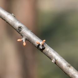 Metasequoia glyptostroboides (Dawn-redwood), bud, lateral