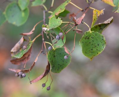Tilia cordata (Little-leaved Linden), fruit, mature