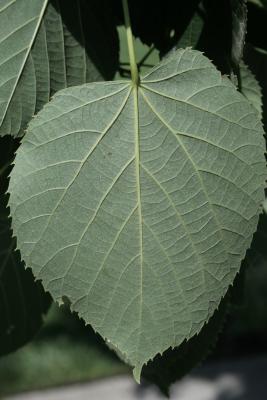 Tilia 'Zamoyskiana' (Zamoyski's Linden), leaf, lower surface