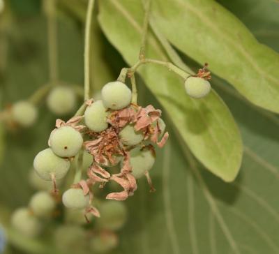 Tilia 'Zamoyskiana' (Zamoyski's Linden), fruit, immature