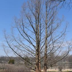 Metasequoia glyptostroboides (Dawn-redwood), habit, winter