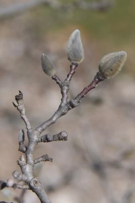Magnolia 'George Henry Kern' (PP 820) (George Henry Kern Magnolia), bark, twig