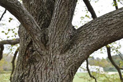 Tilia cordata (Little-leaved Linden), bark, trunk