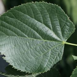 Tilia 'Zamoyskiana' (Zamoyski's Linden), leaf, upper surface