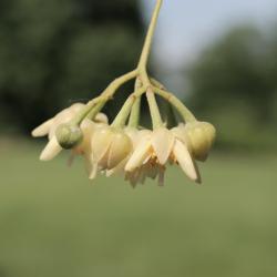 Tilia 'Zamoyskiana' (Zamoyski's Linden), flower, side