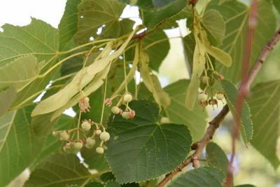 Tilia 'Zamoyskiana' (Zamoyski's Linden), fruit, immature