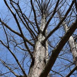 Metasequoia glyptostroboides (Dawn-redwood), bark, trunk
