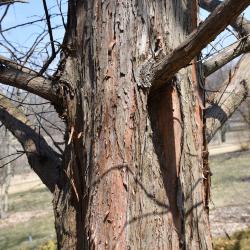 Metasequoia glyptostroboides (Dawn-redwood), bark, trunk