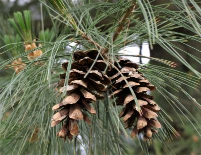 Pinus ×schwerinii (Schwerin's Pine), cone, mature