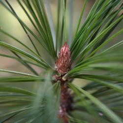 Pinus ×schwerinii (Schwerin's Pine), bud, terminal