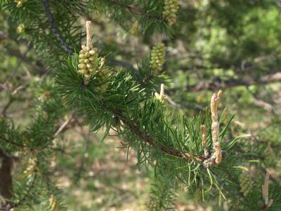 Pinus banksiana (Jack Pine), leaf, spring