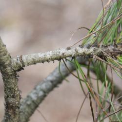 Pinus aristata (Rocky Mountain Bristlecone Pine), bark, twig