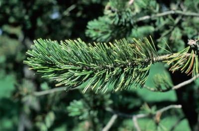 Pinus aristata (Rocky Mountain Bristlecone Pine), leaf, mature