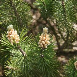Pinus 'Spaan' (Spaan mugo Pine) , cone, pollen