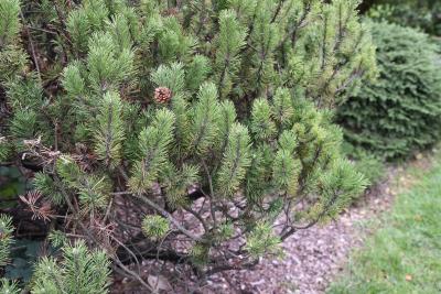 Pinus 'Spaan' (Spaan mugo Pine) , habit, fall