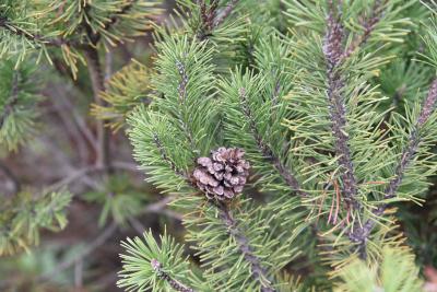 Pinus 'Spaan' (Spaan mugo Pine) , cone, mature