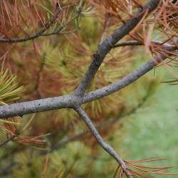 Pinus bungeana (Lacebark Pine), bark, branch