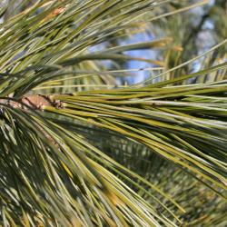 Pinus cembra (Swiss Stone Pine), leaf, mature