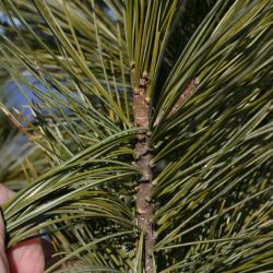 Pinus cembra (Swiss Stone Pine), bark, twig
