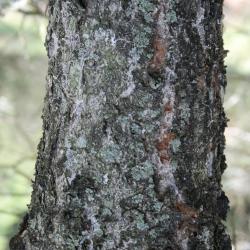 Pinus edulis (Pinyon Pine), bark, trunk