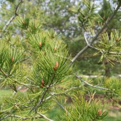 Pinus bungeana (Lacebark Pine), leaf, spring