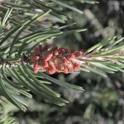 Pinus edulis (Pinyon Pine), cone, pollen
