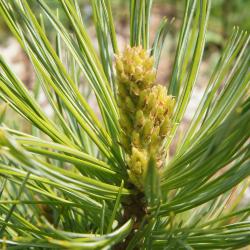 Pinus cembra (Swiss Stone Pine), leaf, spring
