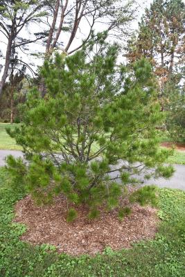 Pinus bungeana (Lacebark Pine), habit, summer
