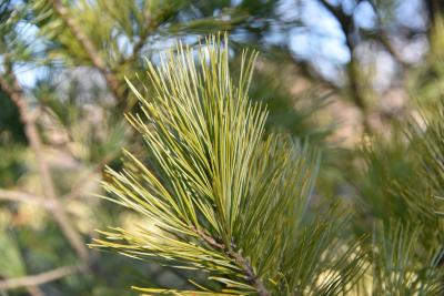 Pinus cembra (Swiss Stone Pine), leaf, mature