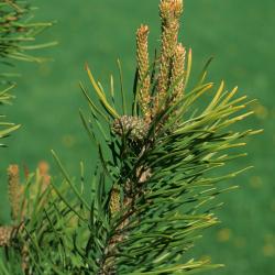 Pinus contorta (Lodgepole Pine), leaf, spring