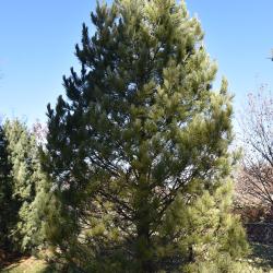 Pinus cembra (Swiss Stone Pine), habit, fall
