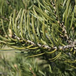 Pinus edulis (Pinyon Pine), leaf, mature