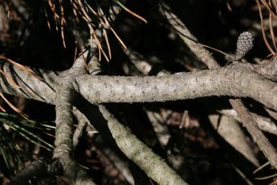 Pinus mugo mugo (Mugo Pine), bark, branch