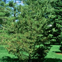 Pinus flexilis (Limber Pine), habit, spring
