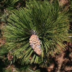 Pinus heldreichii (Heldreich Pine), leaf, cone, mature