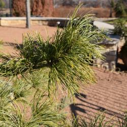 Pinus koraiensis 'Jack Korbit' (Jack Korbit Korean Pine), leaf, mature