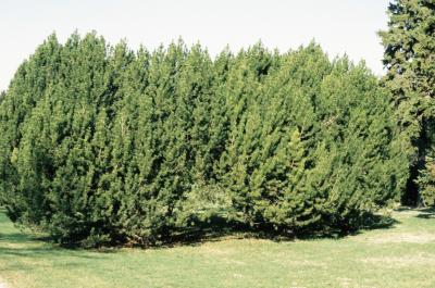 Pinus mugo (Mugo Pine), habit, spring