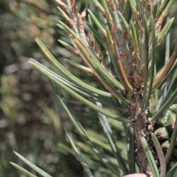 Pinus edulis (Pinyon Pine), leaf, summer