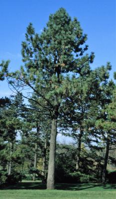 Pinus jeffreyi (Jeffrey Pine), habit, fall