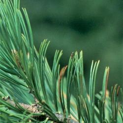Pinus flexilis (Limber Pine), leaf, mature