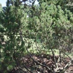 Pinus mugo (Mugo Pine), habit, summer