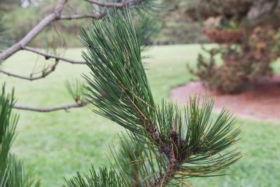 Pinus heldreichii (Heldreich Pine), leaf, summer