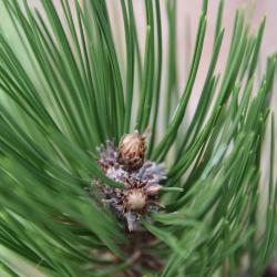 Pinus heldreichii (Heldreich Pine), bud, terminal