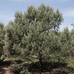 Pinus edulis (Pinyon Pine), habit, summer