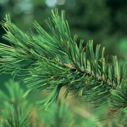 Pinus flexilis (Limber Pine), leaf, summer