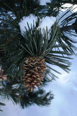 Pinus heldreichii (Heldreich Pine), cone, mature