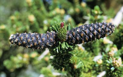Pinus longaeva (Bristlecone Pine), cone, mature
