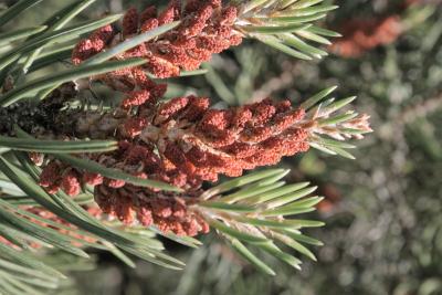 Pinus edulis (Pinyon Pine), cone, pollen