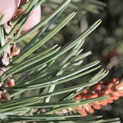 Pinus edulis (Pinyon Pine), leaf, summer